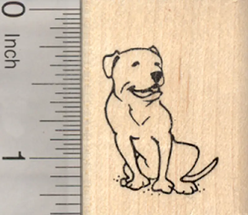American Bulldog Rubber Stamp – Compact Sitting Pose Illustration 1