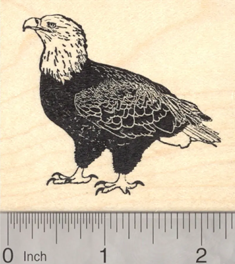 Bald Eagle Raptor Rubber Stamp – Majestic Bird Of Prey Design 1