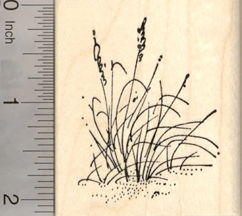 Cattail Plant Stamp – Bulrush & Reedmace Botanical Design 1