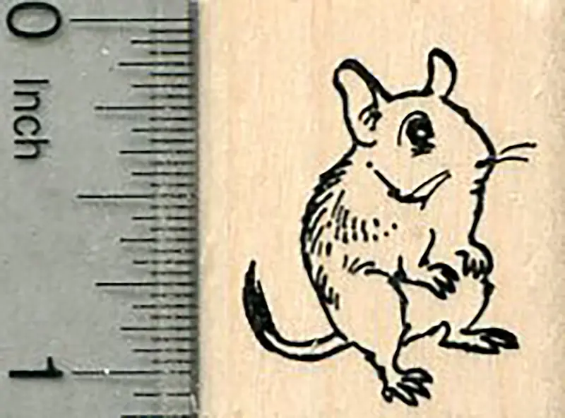Degu Rubber Stamp – Accurate Chilean Rodent Illustration For Small-Pet Lovers 1