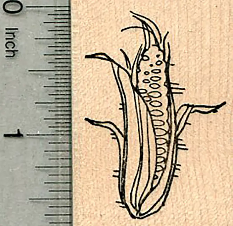 Ear Of Corn Vegetable Garden Rubber Stamp 1