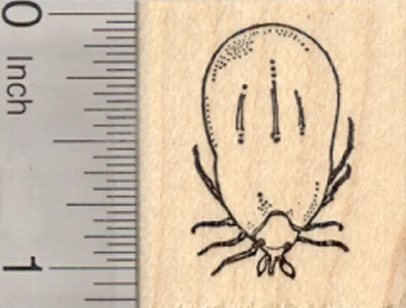 Engorged Tick Rubber Stamp – Educational Parasite Illustration 1