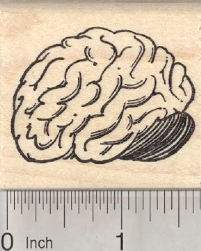Minimalist Brain Anatomy Rubber Stamp 1