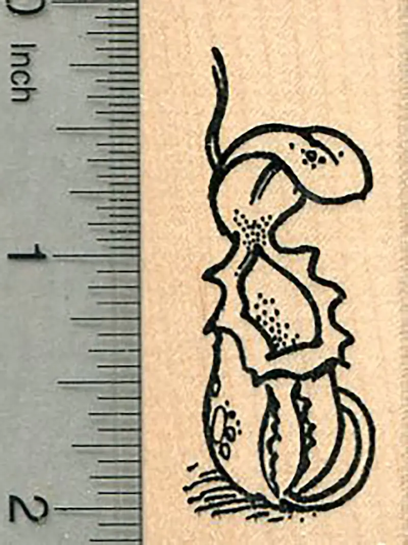Pitcher Plant Rubber Stamp – Carnivorous Botanical Illustration 1