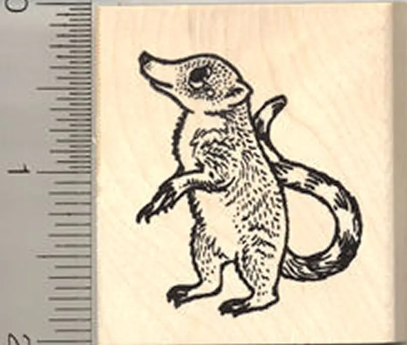 Unique Coatimundi Wildlife Rubber Stamp 1